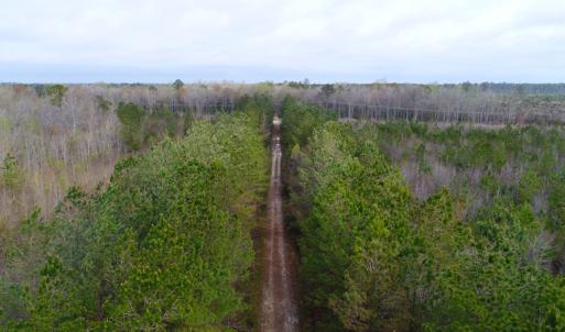 Photo of SOLD!  55.92 Acres of Timber and Hunting Land For Sale in Pamlico County NC!