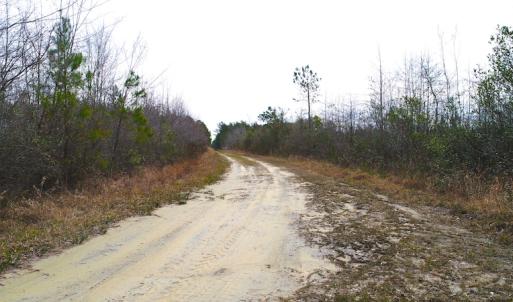 Photo of SOLD!  55.92 Acres of Timber and Hunting Land For Sale in Pamlico County NC!