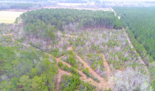 Photo of SOLD!  55.92 Acres of Timber and Hunting Land For Sale in Pamlico County NC!