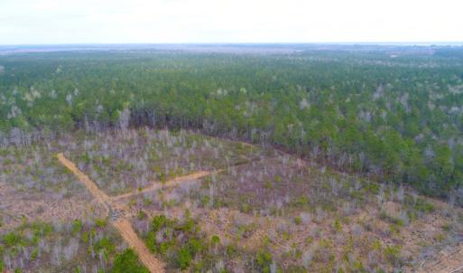 Photo of SOLD!  55.92 Acres of Timber and Hunting Land For Sale in Pamlico County NC!