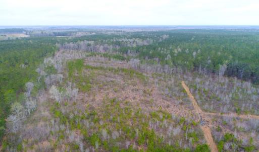 Photo of SOLD!  55.92 Acres of Timber and Hunting Land For Sale in Pamlico County NC!
