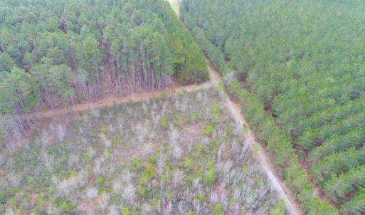 Photo of SOLD!  55.92 Acres of Timber and Hunting Land For Sale in Pamlico County NC!