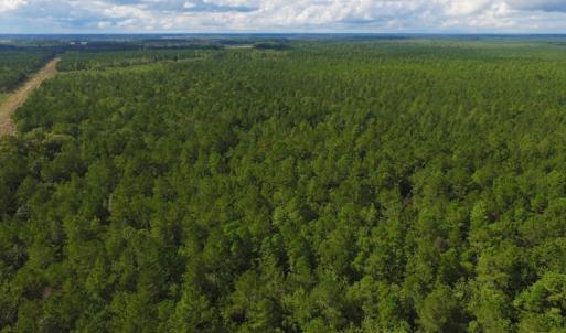 Photo of SOLD!  55.92 Acres of Timber and Hunting Land For Sale in Pamlico County NC!