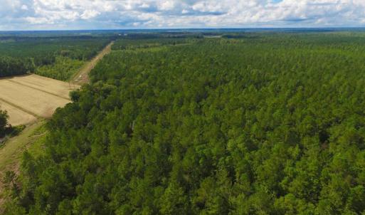 Photo of SOLD!  55.92 Acres of Timber and Hunting Land For Sale in Pamlico County NC!