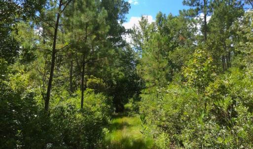 Photo of SOLD!  55.92 Acres of Timber and Hunting Land For Sale in Pamlico County NC!