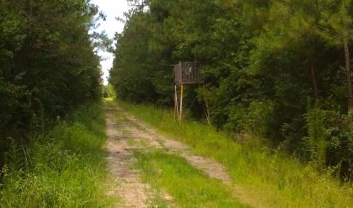 Photo of SOLD!  55.92 Acres of Timber and Hunting Land For Sale in Pamlico County NC!