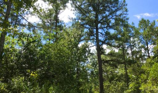 Photo of SOLD!  55.92 Acres of Timber and Hunting Land For Sale in Pamlico County NC!