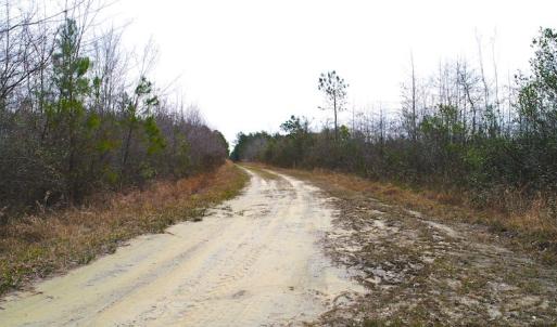 Photo of UNDER CONTRACT!  189.85 Acres of Timber and Hunting Land For Sale in Pamlico County NC!