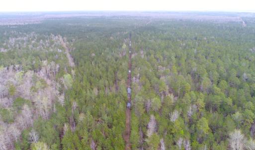 Photo of UNDER CONTRACT!  189.85 Acres of Timber and Hunting Land For Sale in Pamlico County NC!