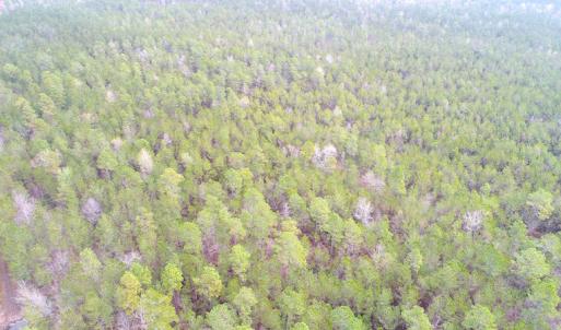 Photo of UNDER CONTRACT!  189.85 Acres of Timber and Hunting Land For Sale in Pamlico County NC!