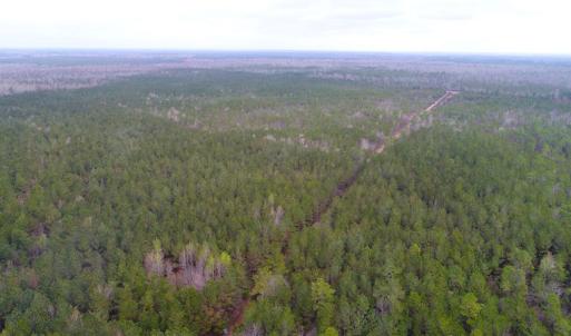 Photo of UNDER CONTRACT!  189.85 Acres of Timber and Hunting Land For Sale in Pamlico County NC!