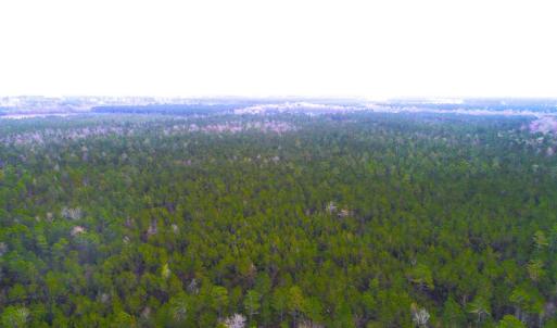 Photo of UNDER CONTRACT!  189.85 Acres of Timber and Hunting Land For Sale in Pamlico County NC!
