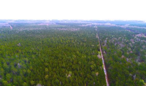 Photo of UNDER CONTRACT!  189.85 Acres of Timber and Hunting Land For Sale in Pamlico County NC!