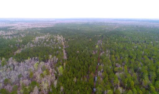 Photo of UNDER CONTRACT!  189.85 Acres of Timber and Hunting Land For Sale in Pamlico County NC!