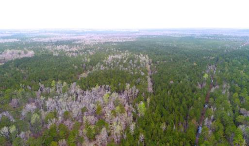 Photo of UNDER CONTRACT!  189.85 Acres of Timber and Hunting Land For Sale in Pamlico County NC!