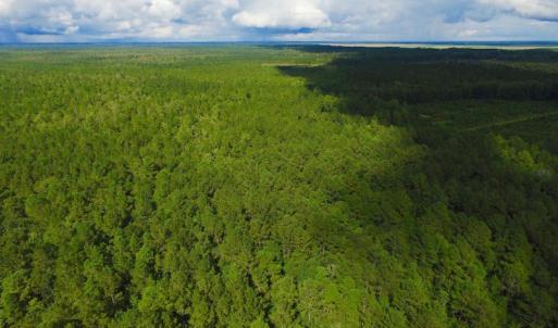 Photo of UNDER CONTRACT!  189.85 Acres of Timber and Hunting Land For Sale in Pamlico County NC!