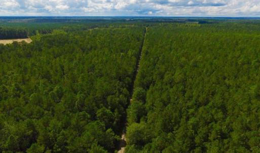 Photo of UNDER CONTRACT!  189.85 Acres of Timber and Hunting Land For Sale in Pamlico County NC!
