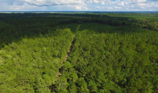 Photo of UNDER CONTRACT!  189.85 Acres of Timber and Hunting Land For Sale in Pamlico County NC!