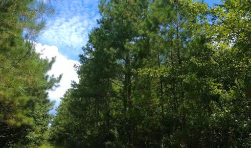 Photo of UNDER CONTRACT!  189.85 Acres of Timber and Hunting Land For Sale in Pamlico County NC!