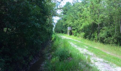 Photo of UNDER CONTRACT!  189.85 Acres of Timber and Hunting Land For Sale in Pamlico County NC!