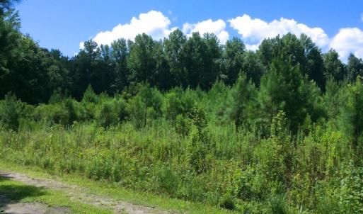 Photo of SOLD!  75.9 Acres of Timber and Hunting Land For Sale in Pamlico County NC!
