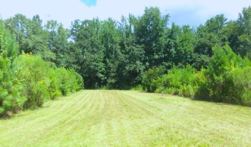 Photo of SOLD!  75.9 Acres of Timber and Hunting Land For Sale in Pamlico County NC!