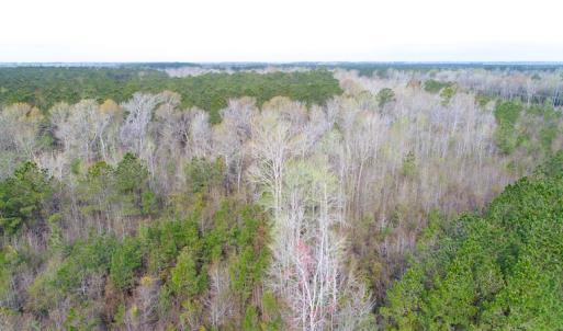 Photo of SOLD!  75.9 Acres of Timber and Hunting Land For Sale in Pamlico County NC!