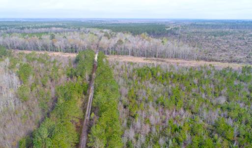 Photo of SOLD!  75.9 Acres of Timber and Hunting Land For Sale in Pamlico County NC!
