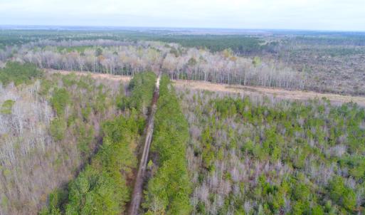 Photo of SOLD!  75.9 Acres of Timber and Hunting Land For Sale in Pamlico County NC!