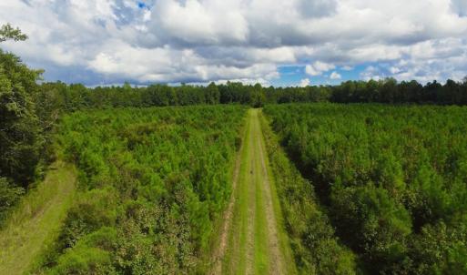 Photo of SOLD!  75.9 Acres of Timber and Hunting Land For Sale in Pamlico County NC!