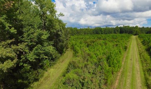 Photo of SOLD!  75.9 Acres of Timber and Hunting Land For Sale in Pamlico County NC!