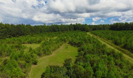 Photo of SOLD!  75.9 Acres of Timber and Hunting Land For Sale in Pamlico County NC!