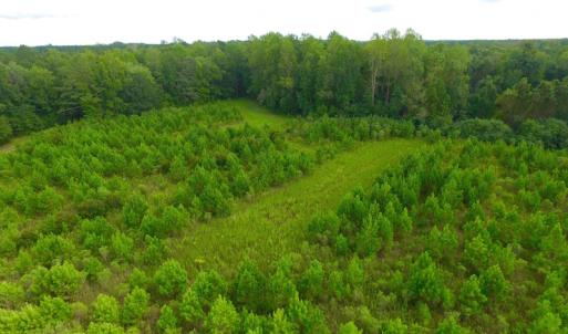 Photo of SOLD!  75.9 Acres of Timber and Hunting Land For Sale in Pamlico County NC!