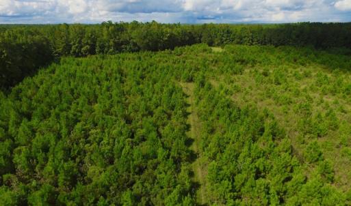 Photo of SOLD!  75.9 Acres of Timber and Hunting Land For Sale in Pamlico County NC!