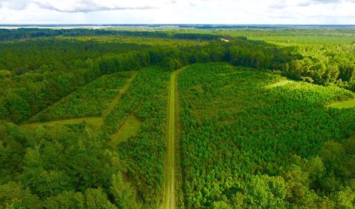 Photo of SOLD!  75.9 Acres of Timber and Hunting Land For Sale in Pamlico County NC!