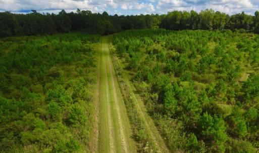 Photo of SOLD!  75.9 Acres of Timber and Hunting Land For Sale in Pamlico County NC!
