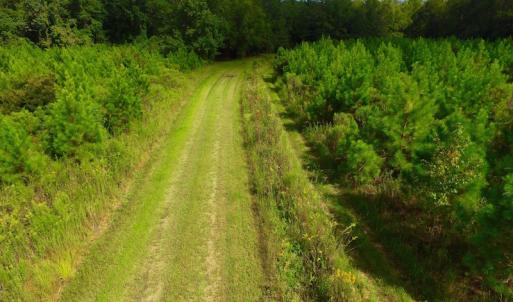 Photo of SOLD!  75.9 Acres of Timber and Hunting Land For Sale in Pamlico County NC!