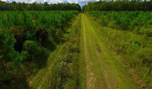 Photo of SOLD!  75.9 Acres of Timber and Hunting Land For Sale in Pamlico County NC!