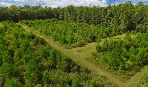 Photo of SOLD!  75.9 Acres of Timber and Hunting Land For Sale in Pamlico County NC!