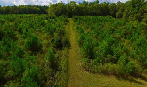 Photo of SOLD!  75.9 Acres of Timber and Hunting Land For Sale in Pamlico County NC!