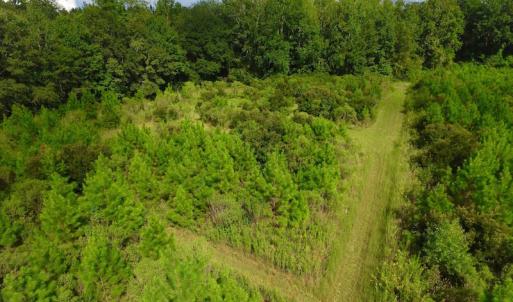 Photo of SOLD!  75.9 Acres of Timber and Hunting Land For Sale in Pamlico County NC!
