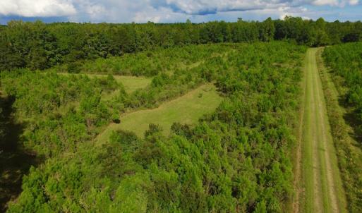 Photo of SOLD!  75.9 Acres of Timber and Hunting Land For Sale in Pamlico County NC!