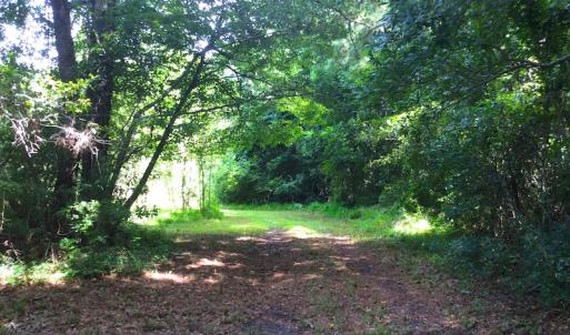 Photo of SOLD!  75.9 Acres of Timber and Hunting Land For Sale in Pamlico County NC!