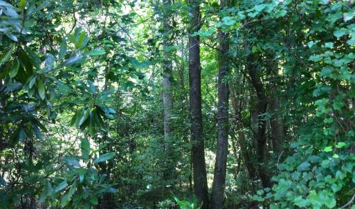 Photo of SOLD!  75.9 Acres of Timber and Hunting Land For Sale in Pamlico County NC!