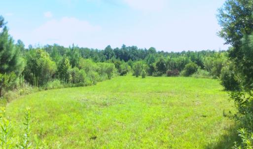Photo of SOLD!  75.9 Acres of Timber and Hunting Land For Sale in Pamlico County NC!