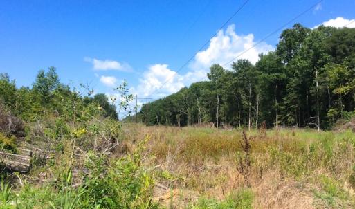 Photo of SOLD!  75.9 Acres of Timber and Hunting Land For Sale in Pamlico County NC!