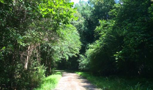 Photo of SOLD!  75.9 Acres of Timber and Hunting Land For Sale in Pamlico County NC!