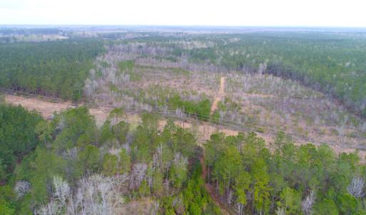 Photo of UNDER CONTRACT!  34 Acres of Timber and Hunting Land For Sale in Pamlico County NC!