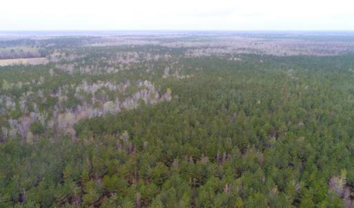Photo of UNDER CONTRACT!  34 Acres of Timber and Hunting Land For Sale in Pamlico County NC!