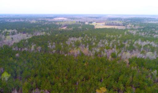 Photo of UNDER CONTRACT!  34 Acres of Timber and Hunting Land For Sale in Pamlico County NC!